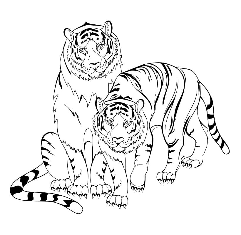 To Tigre Tegninger til Farvelægning