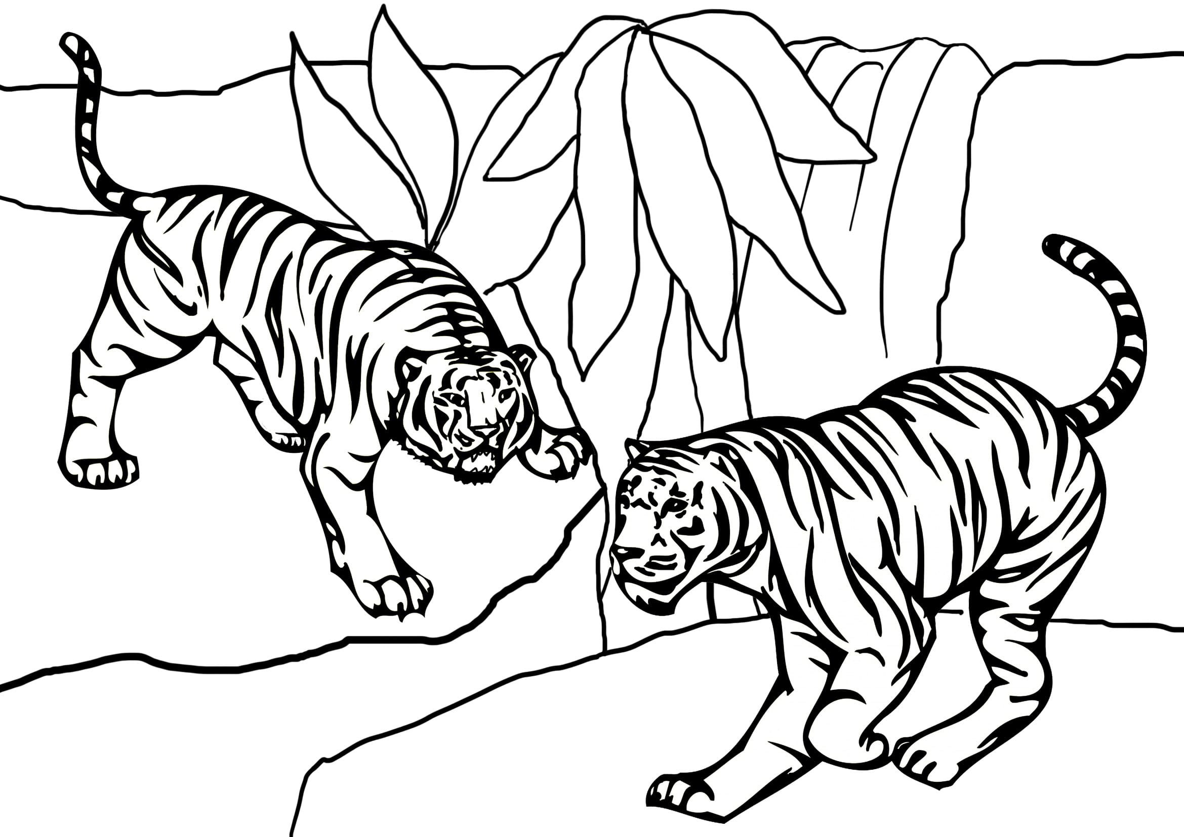 To Tigre Kæmper Tegninger til Farvelægning