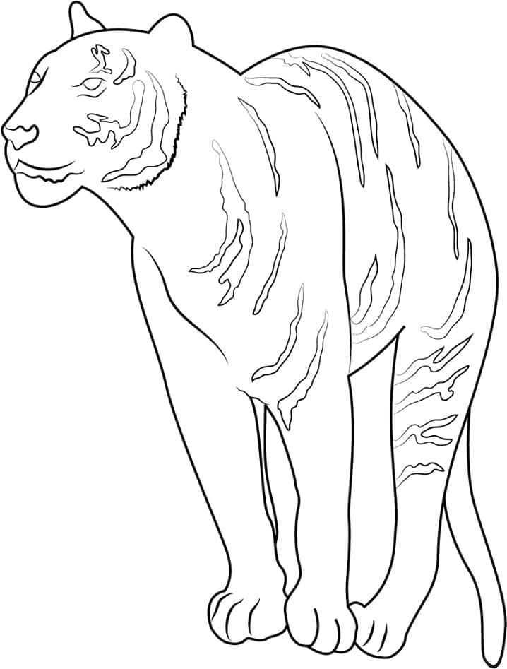 Utrolig Tiger Tegninger til Farvelægning