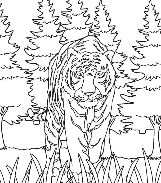 Vild Tiger Tegninger til Farvelægning