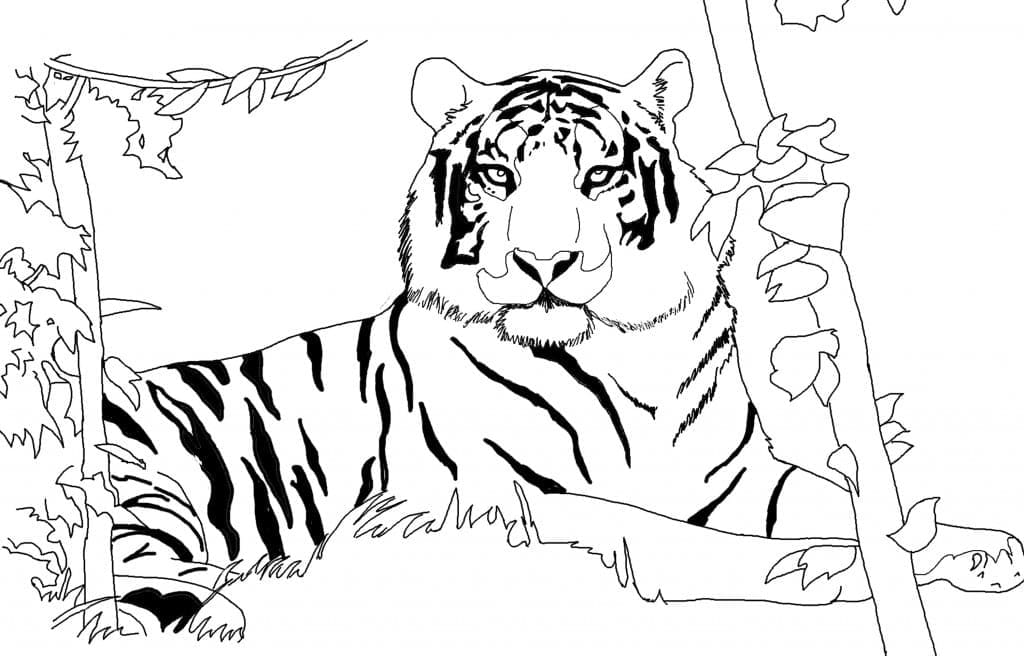 Vild Tiger Liggende Tegninger til Farvelægning