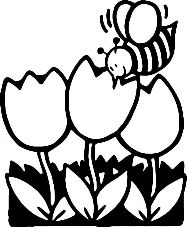Bi og Tulipaner Tegninger til Farvelægning