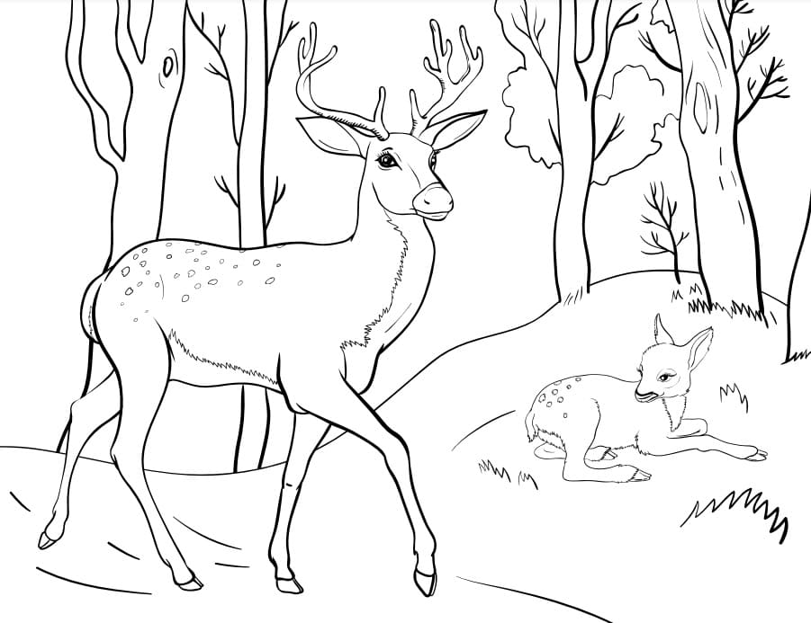 Hjorte Og Fawn I Skoven Tegninger til Farvelægning