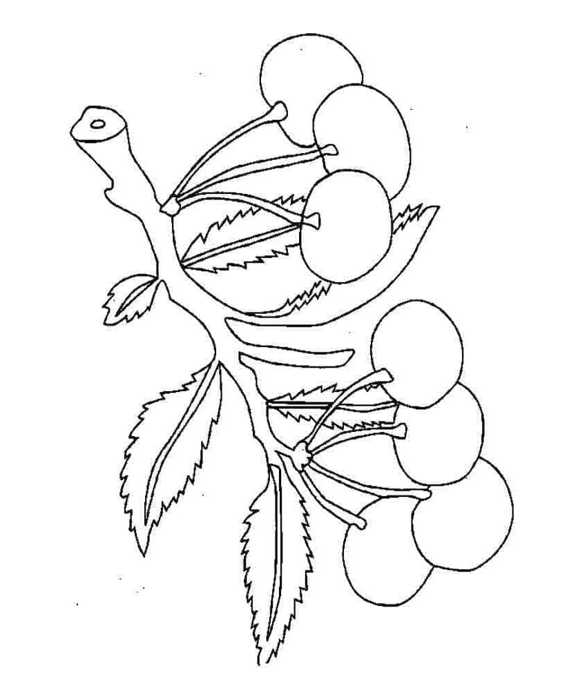 Printable Cherry Branch Tegninger til Farvelægning