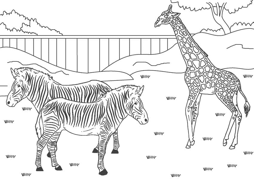 Zebraer og giraffer i en zoologisk have Tegninger til Farvelægning