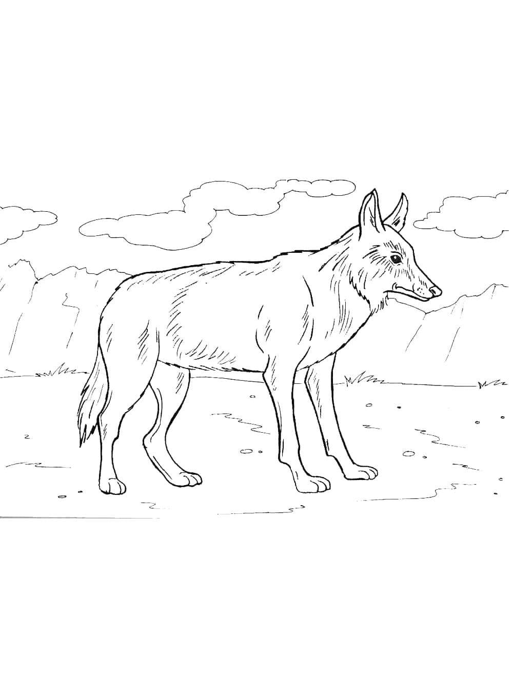 Enkel Prærieulv Tegninger til Farvelægning
