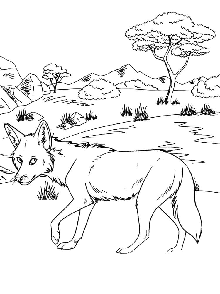 Gratis Prærieulv Tegninger til Farvelægning