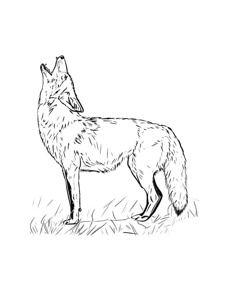 Prærieulv enkel Tegninger til Farvelægning