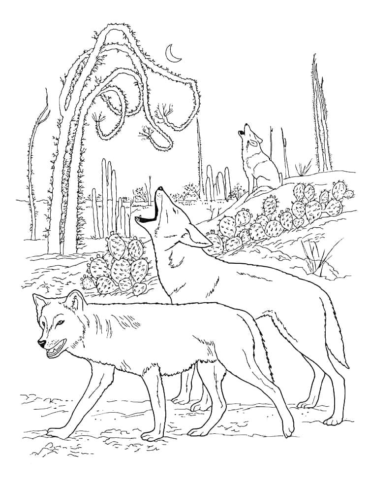 Prærieulv for børn Tegninger til Farvelægning