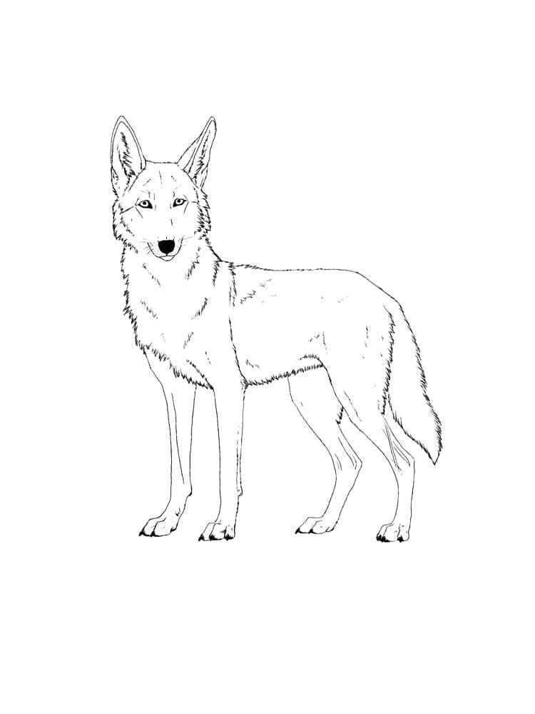 Prærieulv morsomt Tegninger til Farvelægning