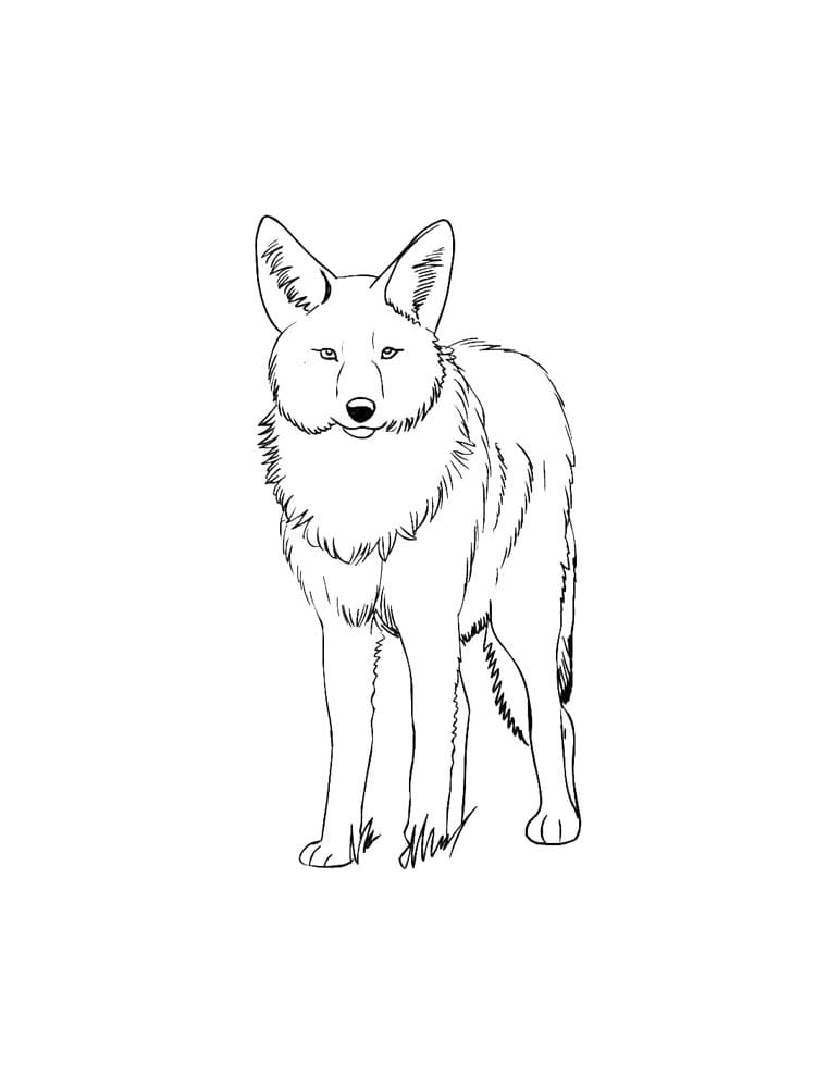 Prærieulv printbar Tegninger til Farvelægning