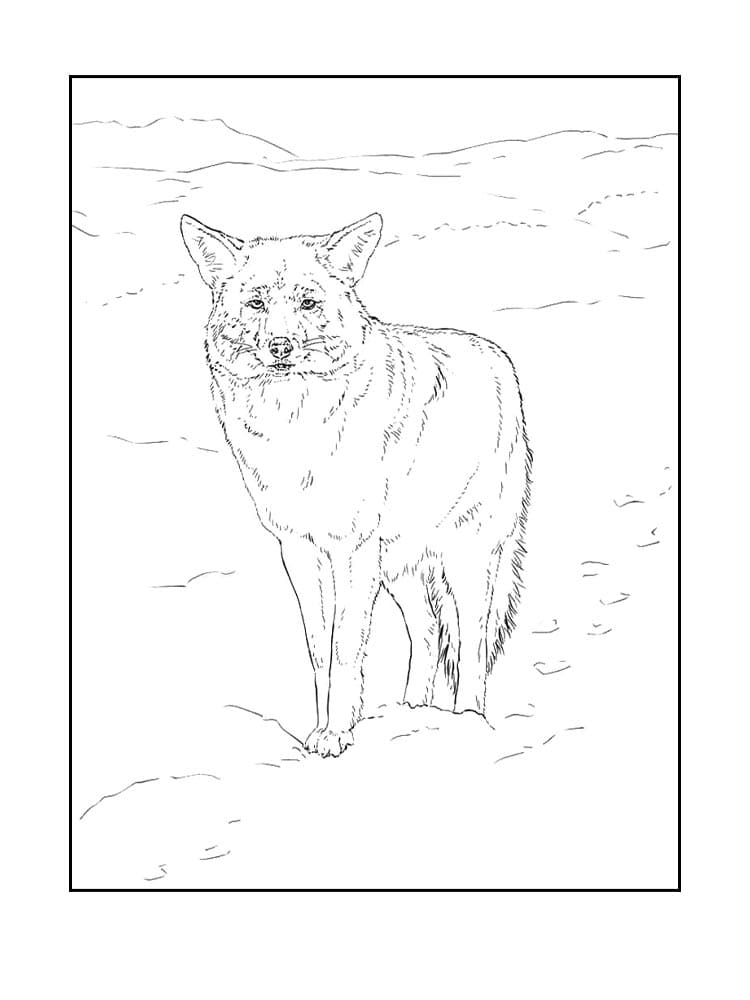 Printbar Prærieulv Tegninger til Farvelægning