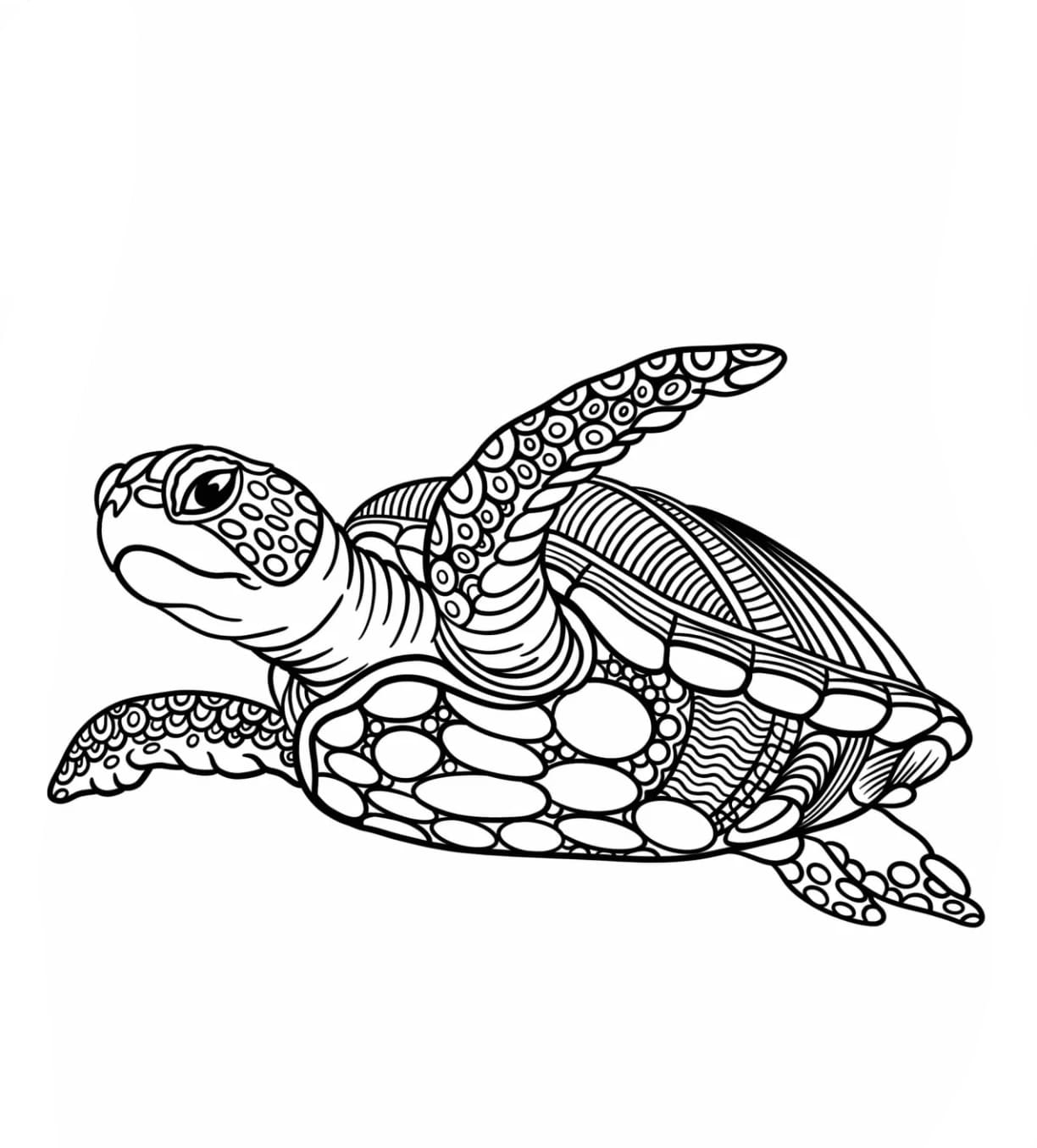 Detaljeret skildpadde Zengangle Tegninger til Farvelægning