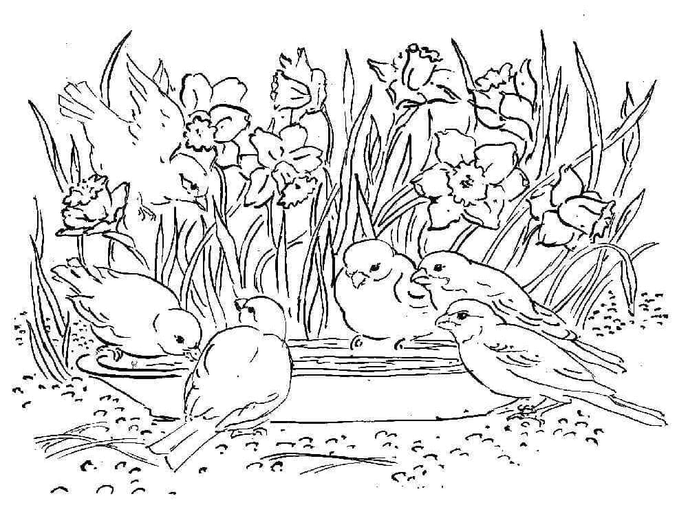 Fugle og påskeliljer Tegninger til Farvelægning