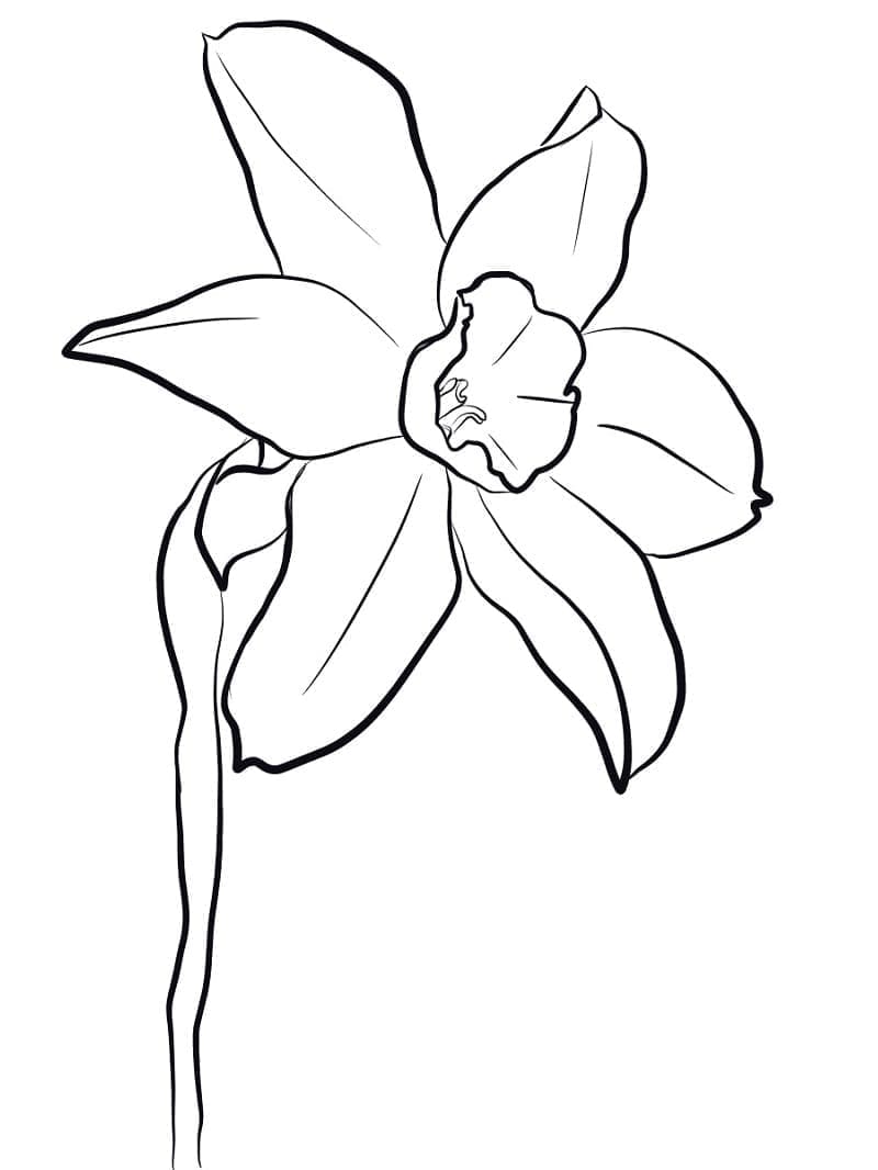 Påskelilje billede Tegninger til Farvelægning