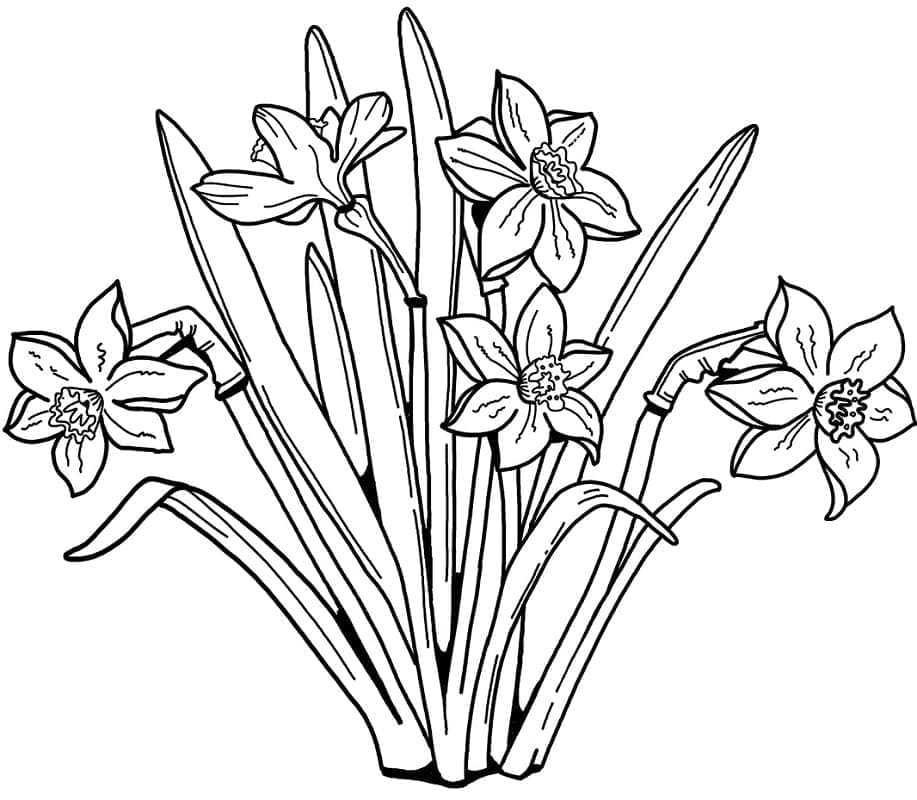 Påskeliljer gratis Tegninger til Farvelægning