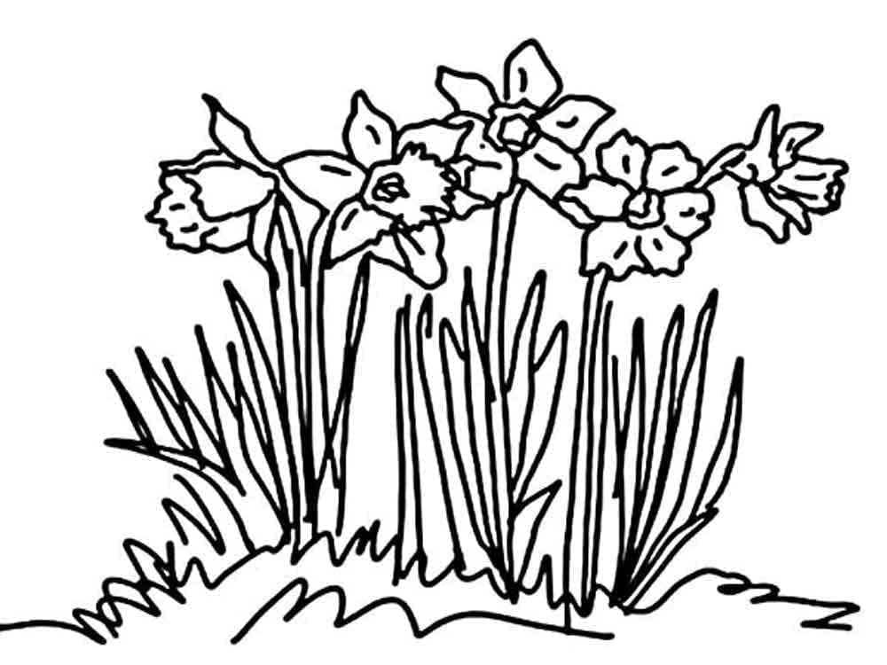 Påskeliljer i haven Tegninger til Farvelægning