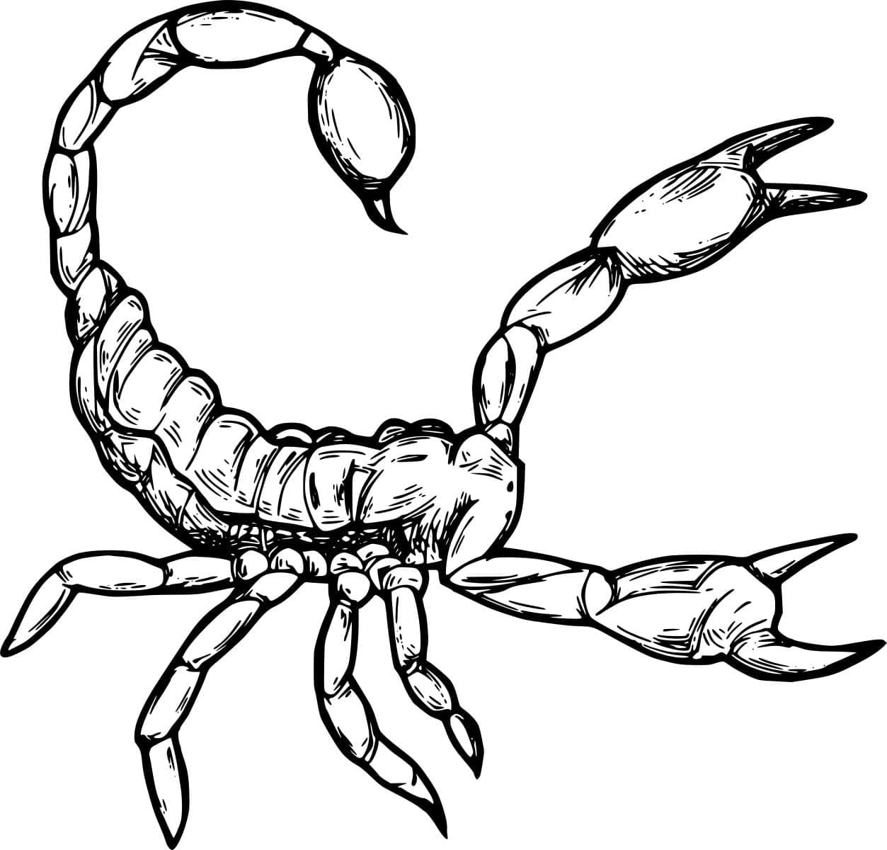 Arizona Bark Skorpion Tegninger til Farvelægning