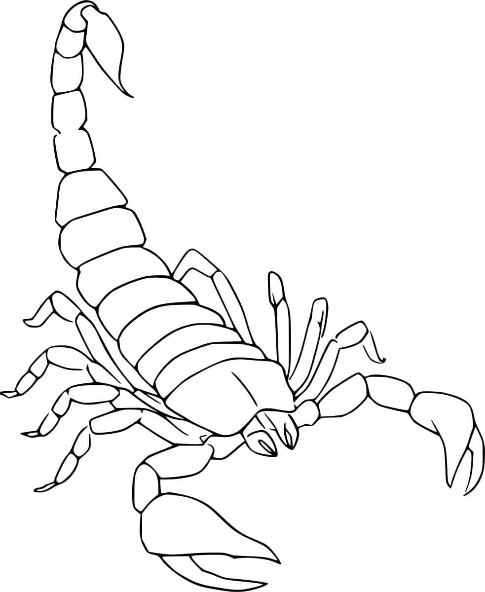 Arizona Behåret Skorpion Tegninger til Farvelægning
