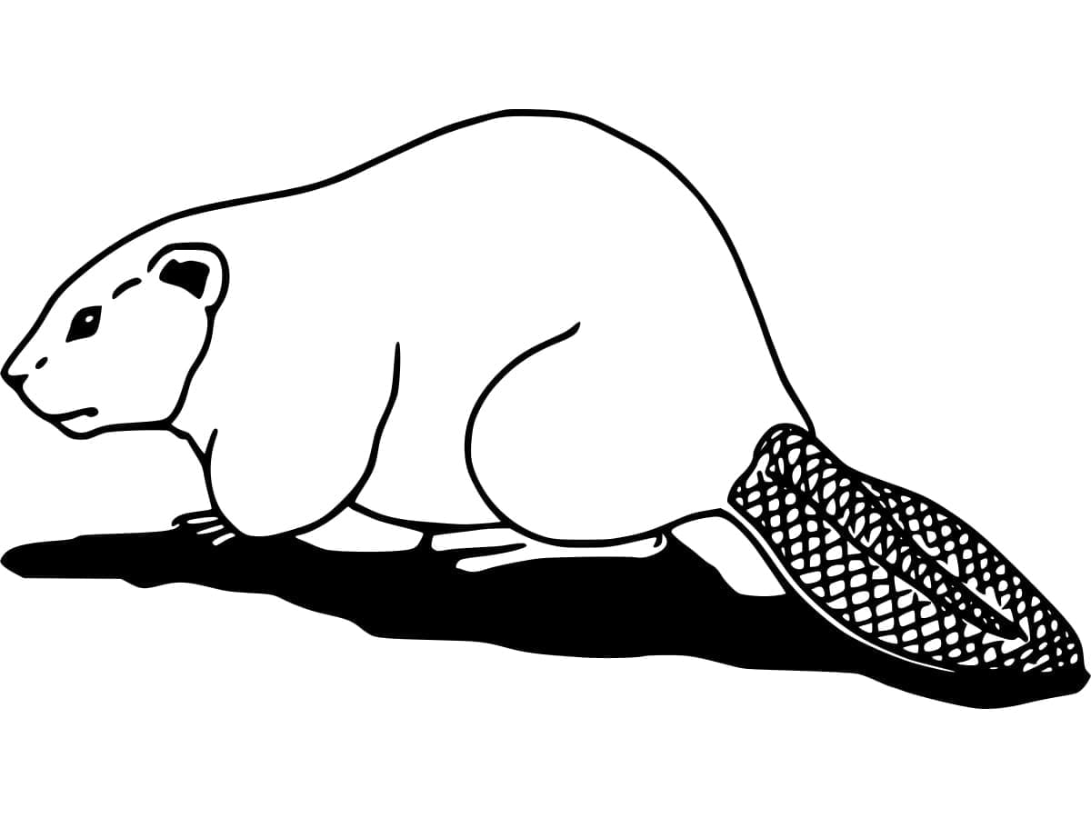 Bævervandring Tegninger til Farvelægning