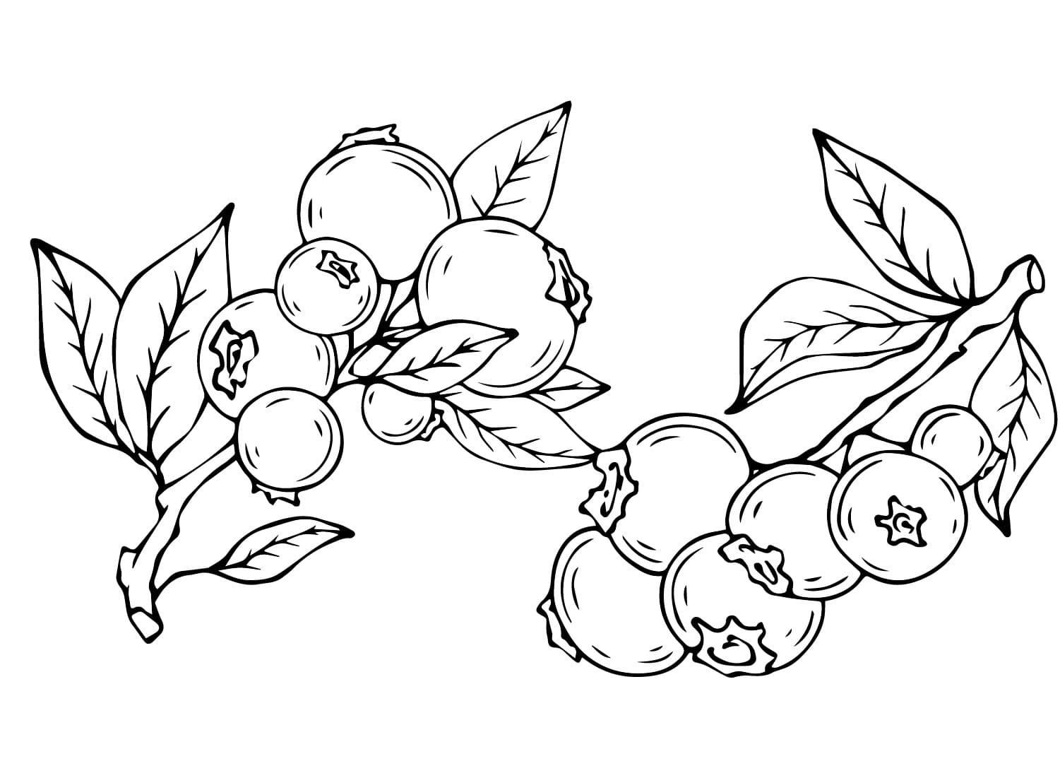 Billeder Blåbær Tegninger til Farvelægning