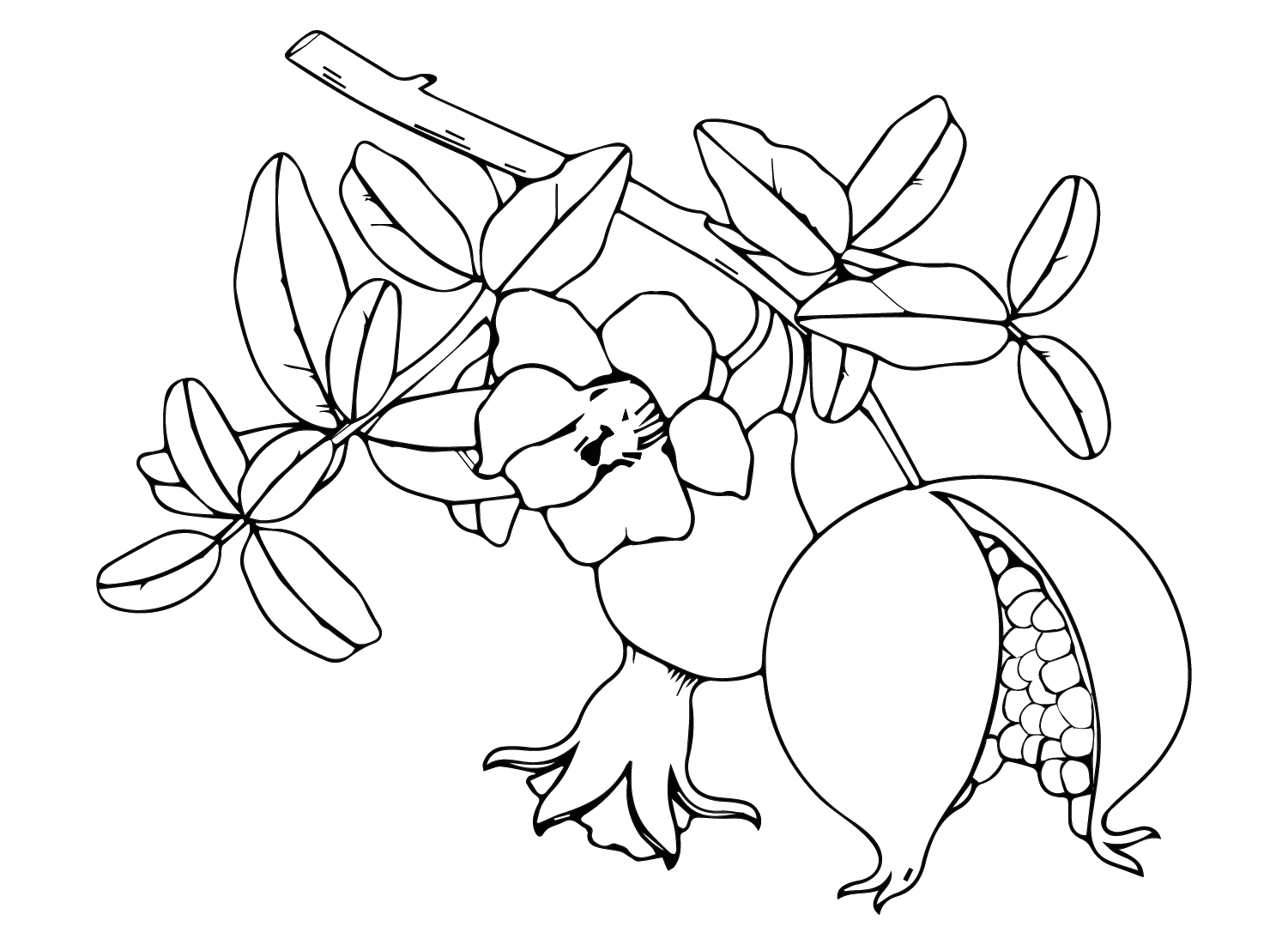 Billeder Granatæble Tegninger til Farvelægning