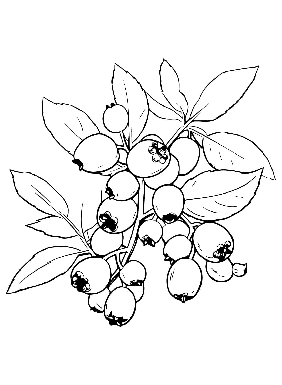 Blåbær Faygo Tegninger til Farvelægning