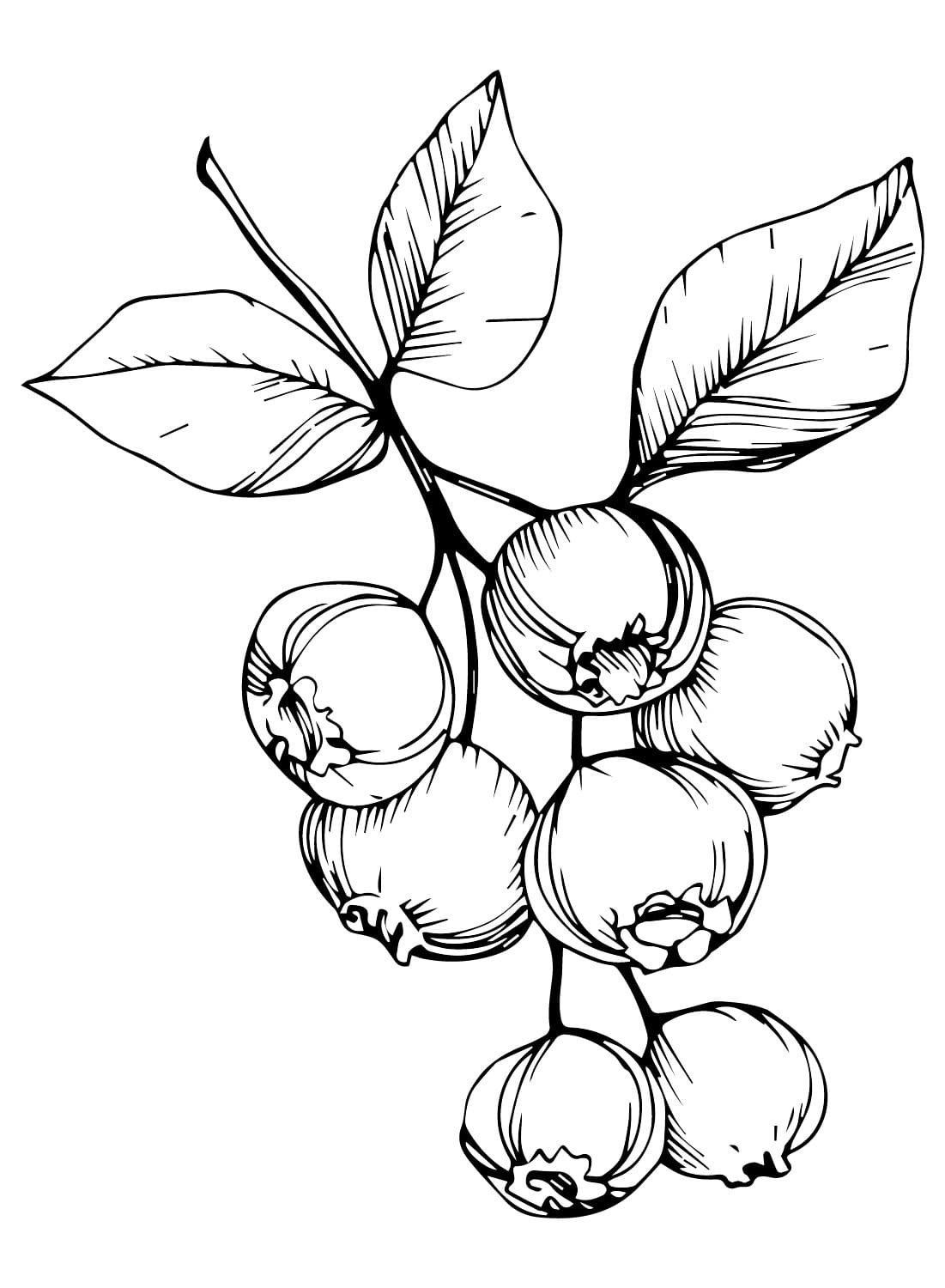 Blåbær gratis Tegninger til Farvelægning