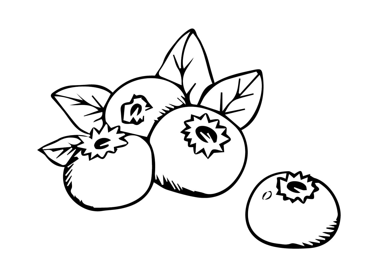 Blåbær til børn Tegninger til Farvelægning