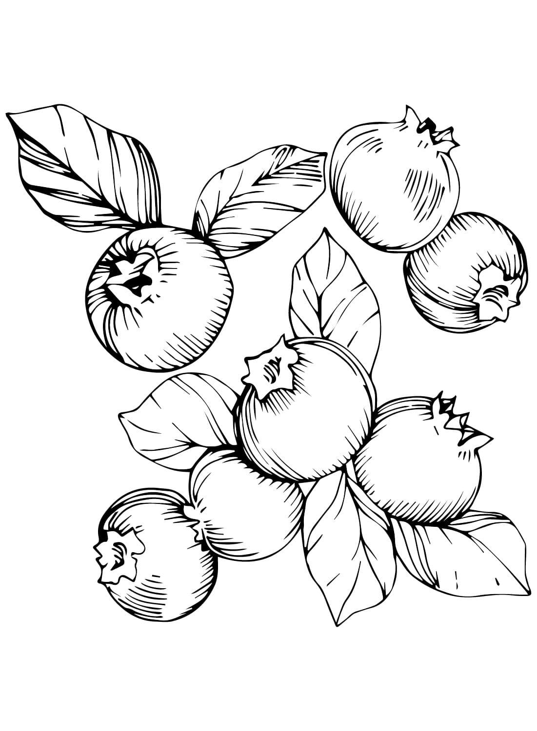 Blåbærbilleder gratis Tegninger til Farvelægning