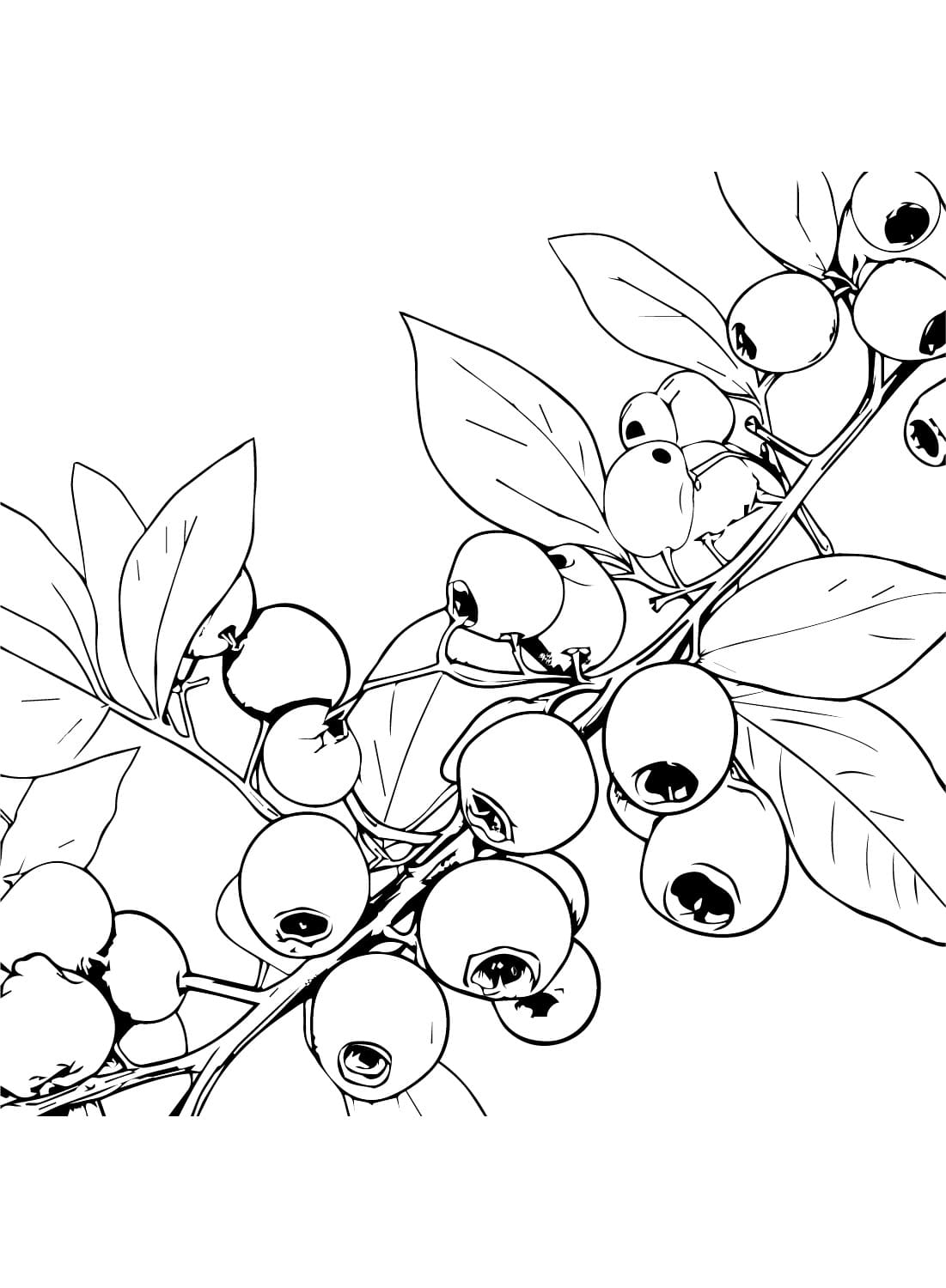 Blåbærgren Tegninger til Farvelægning