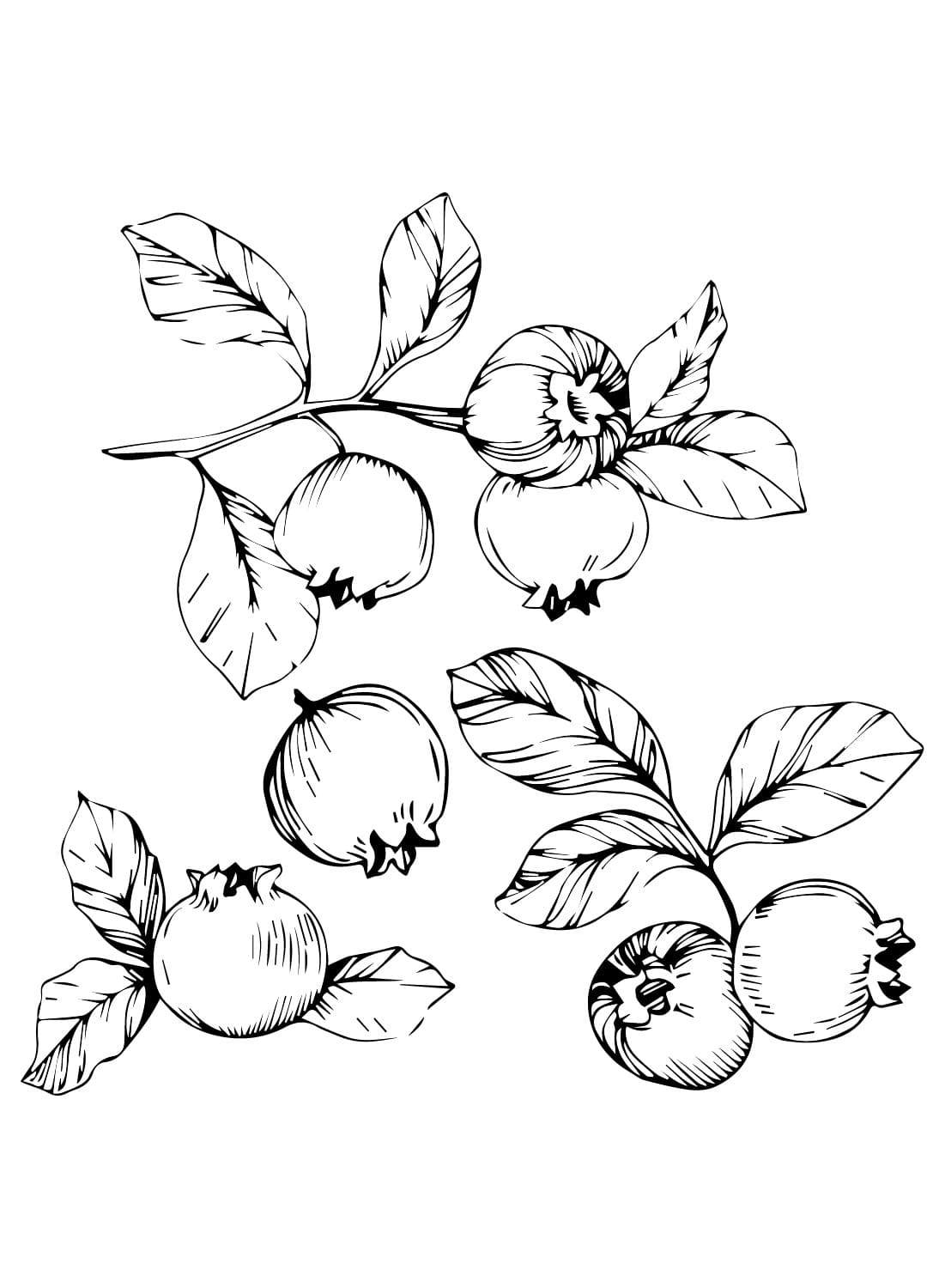 Blåbærs ernæring Tegninger til Farvelægning