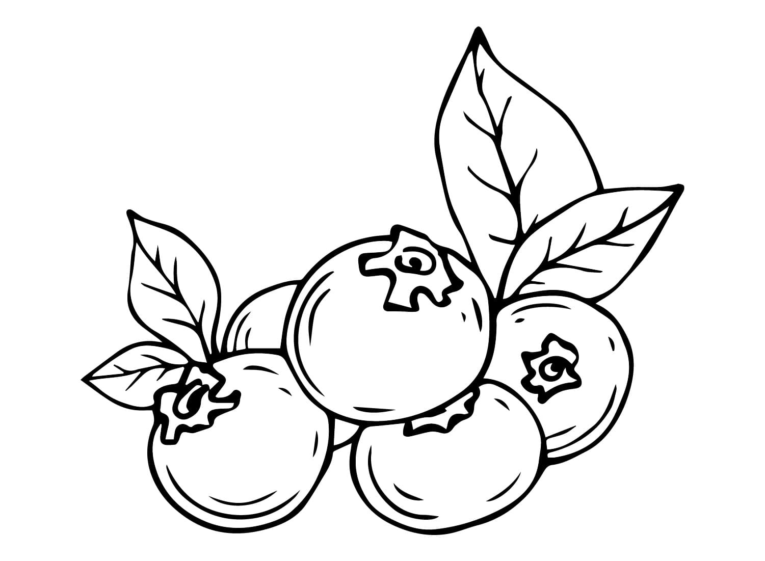 Blåbærtegning Tegninger til Farvelægning