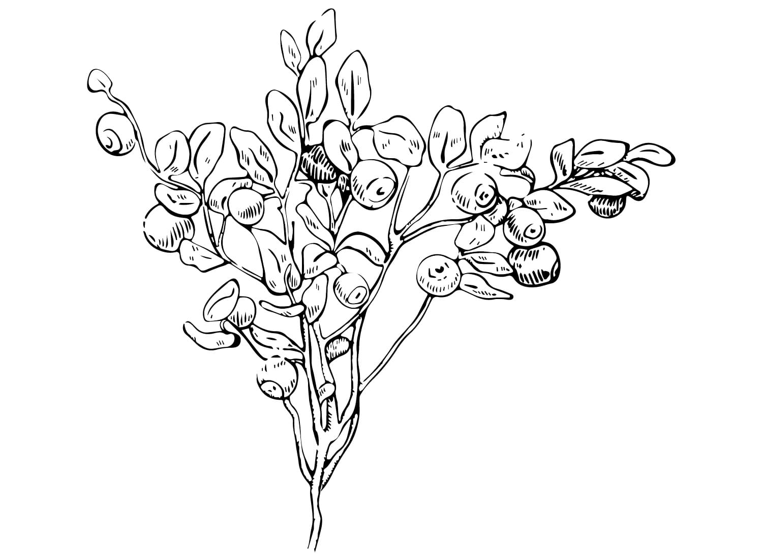 Blåbærtræ Tegninger til Farvelægning