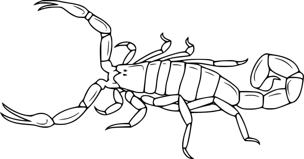 Dødsstalker Skorpion Tegninger til Farvelægning