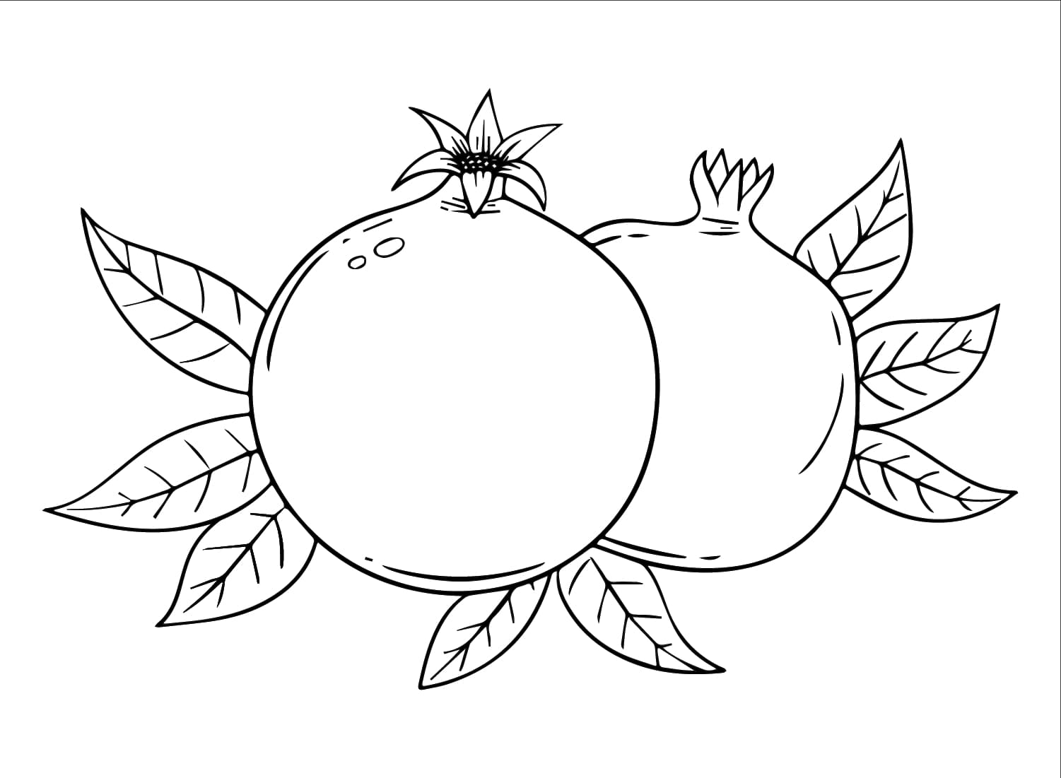 Granatæble printbart Tegninger til Farvelægning