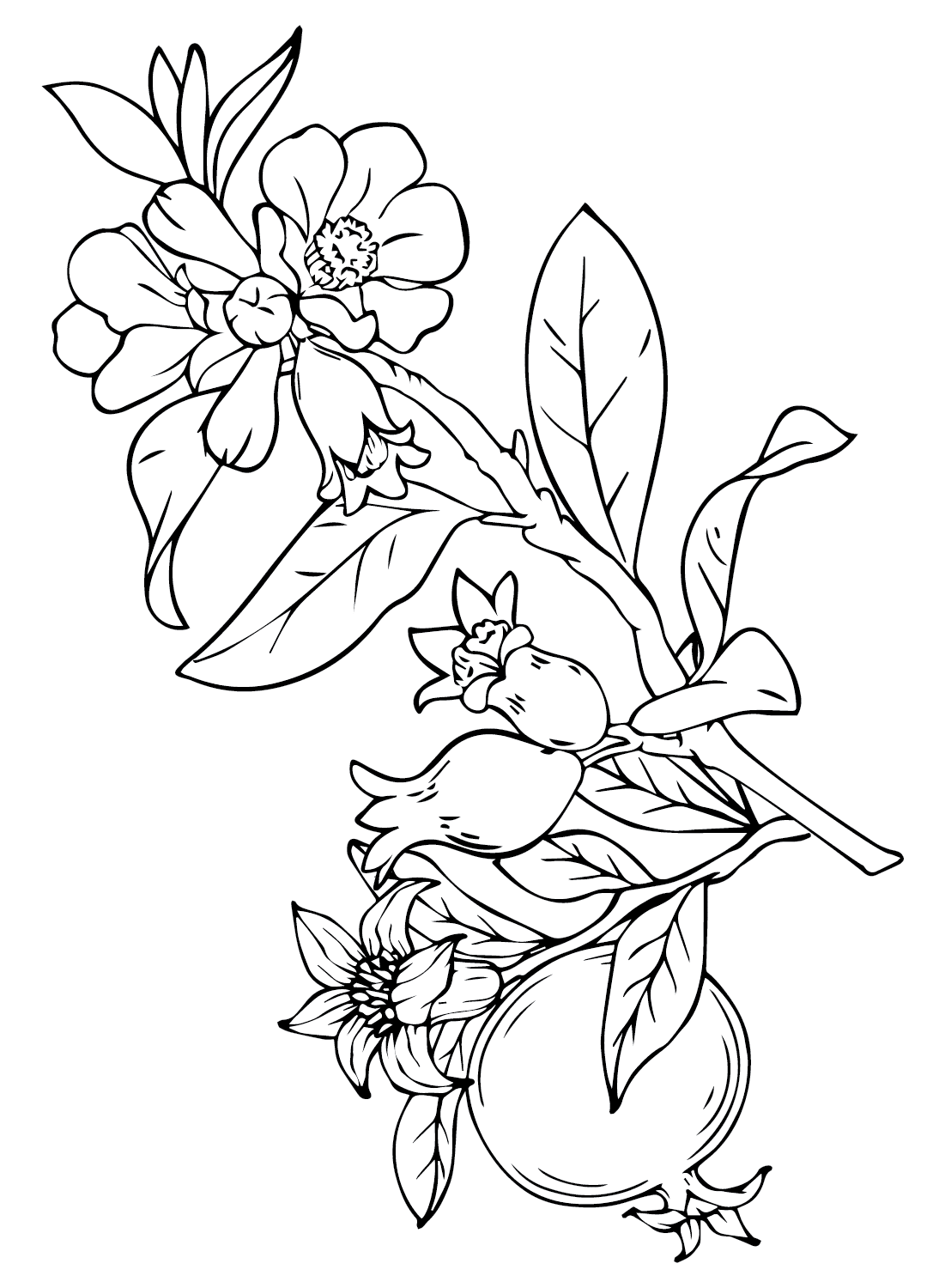 Granatæble Tegning Tegninger til Farvelægning