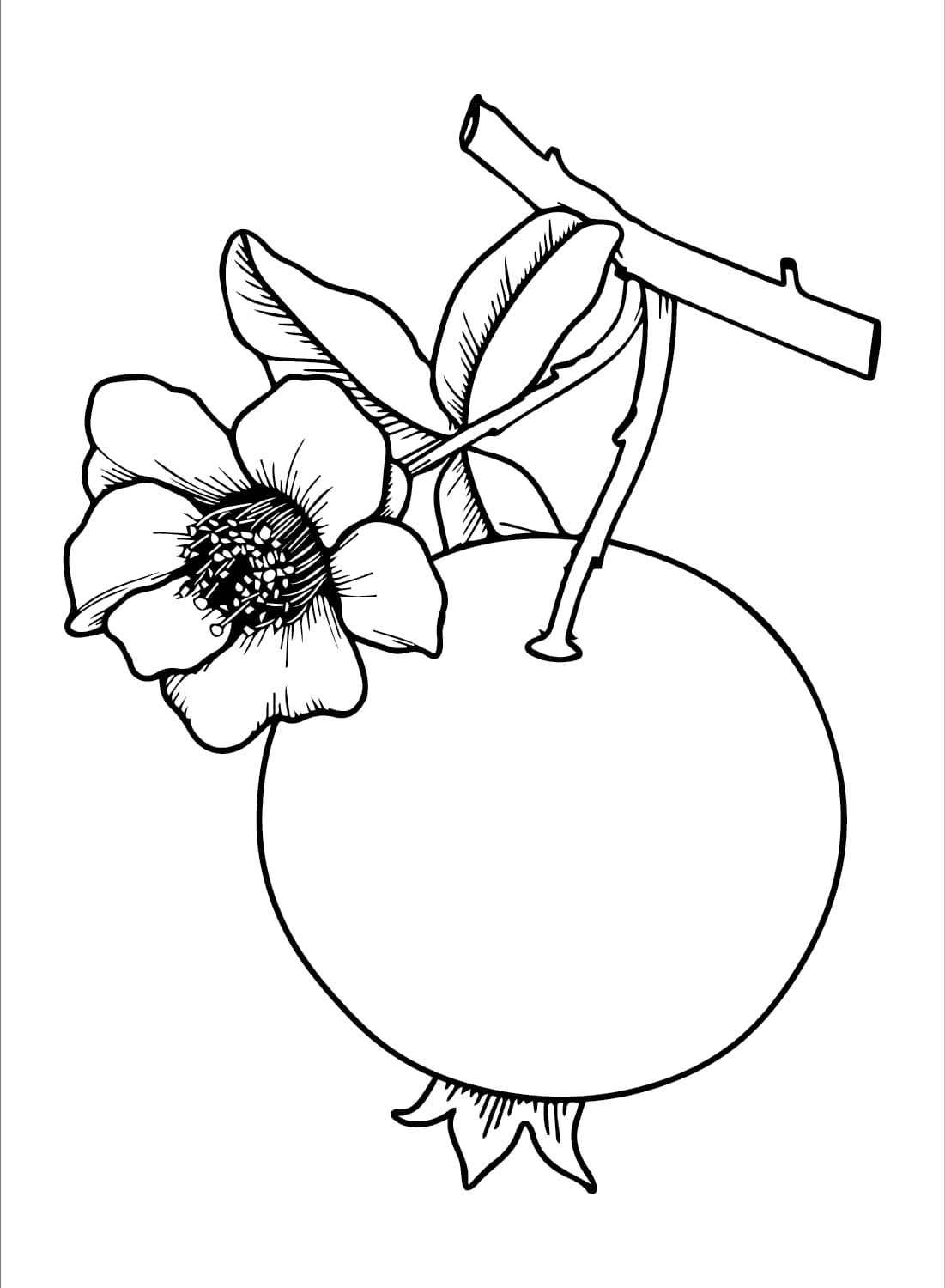 Granatæble trykke Tegninger til Farvelægning