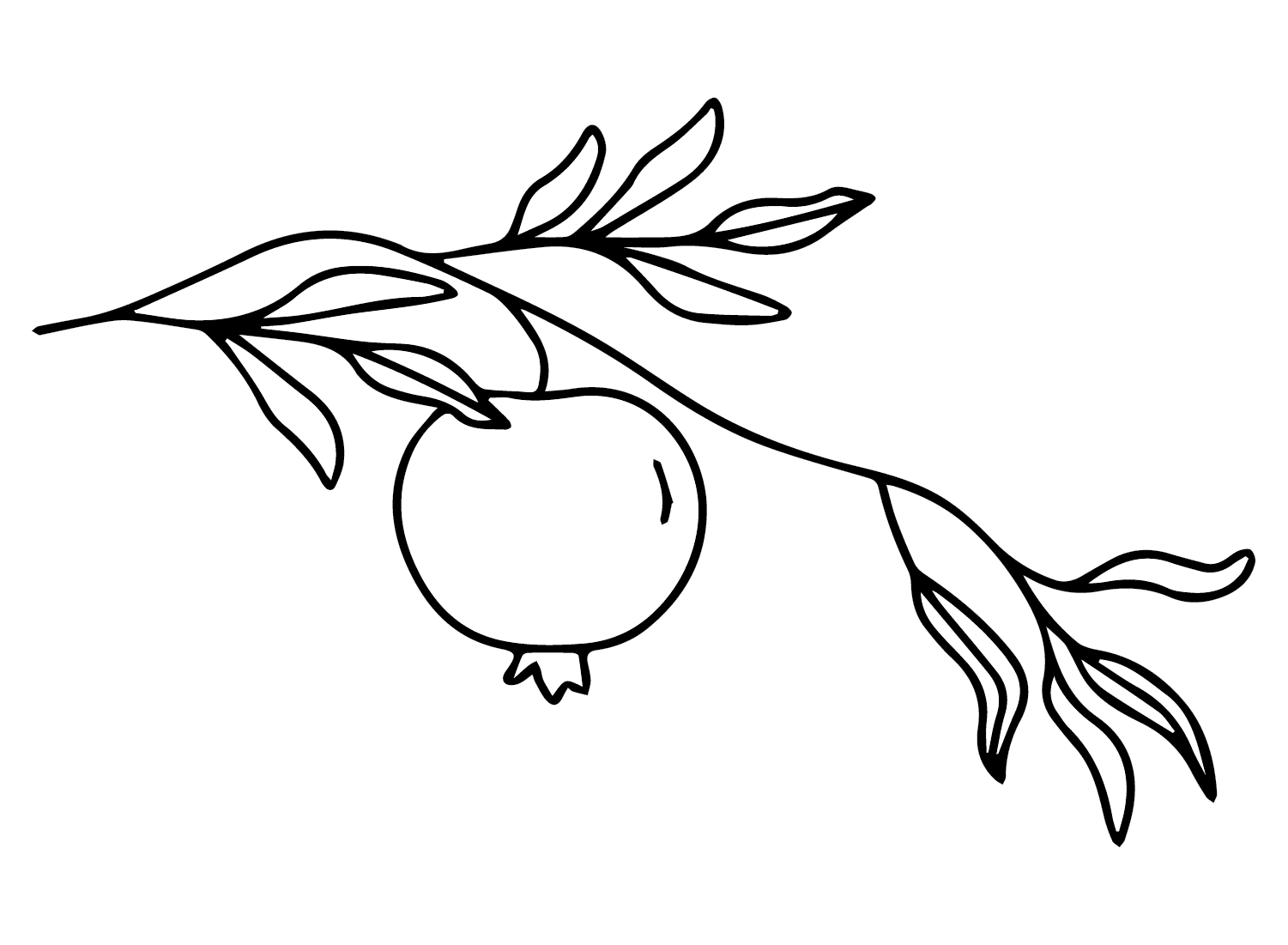 Granatæblegren Tegninger til Farvelægning