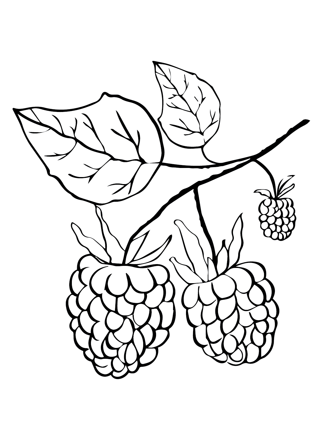 Hindbær til børn gratis Tegninger til Farvelægning