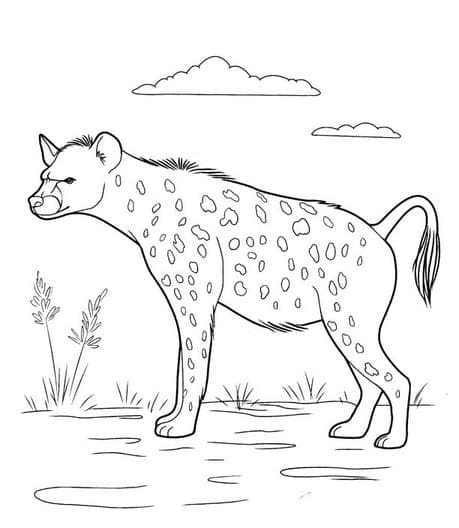 Normal hyæne Tegninger til Farvelægning