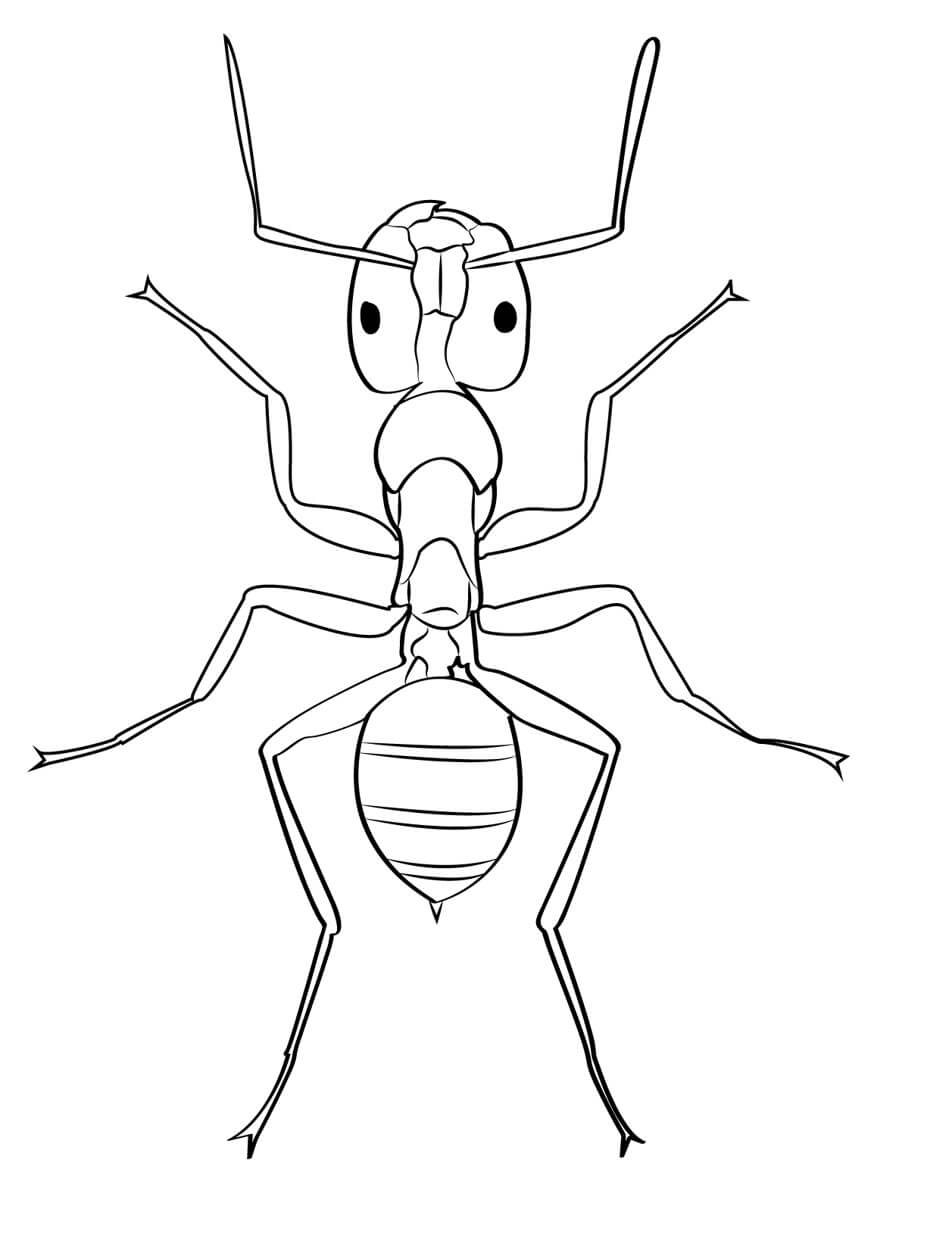 Normal myre Tegninger til Farvelægning
