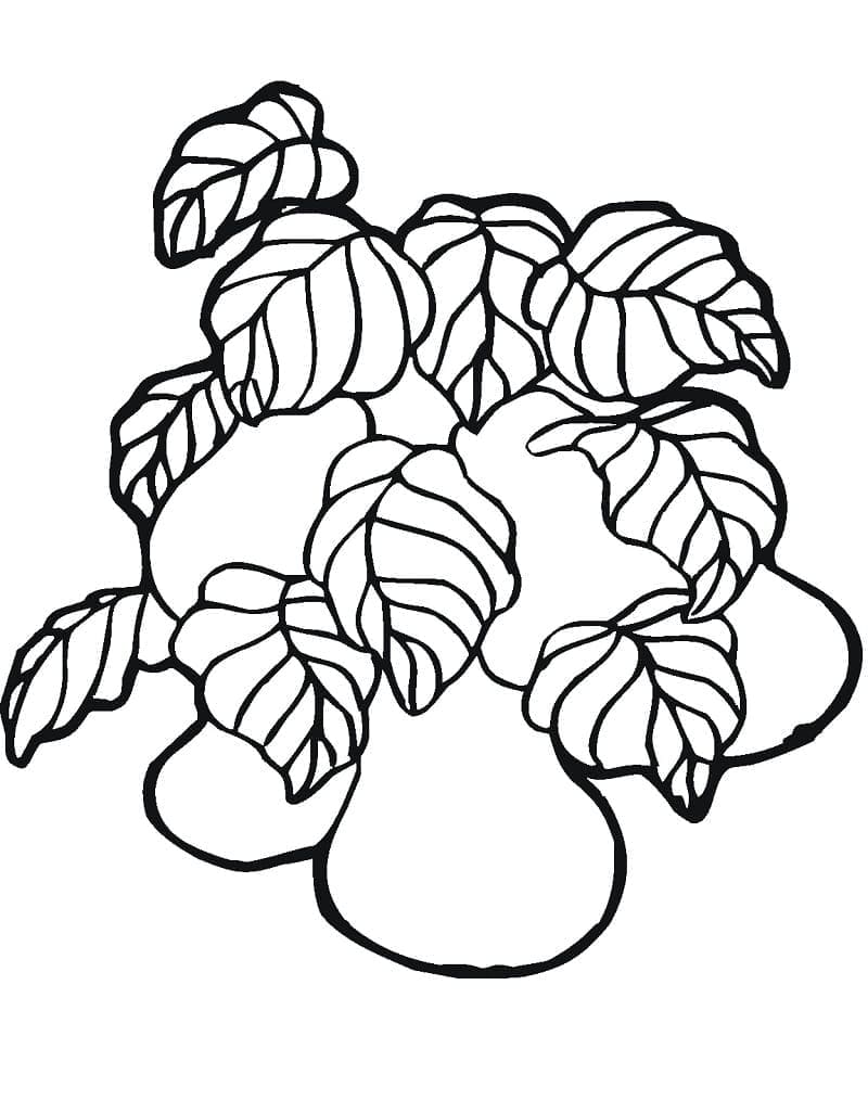 Pærer Fri Tegninger til Farvelægning