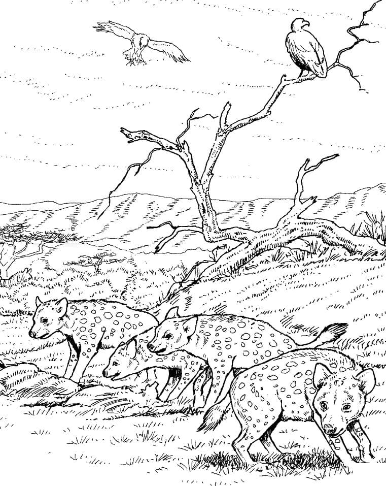 Plettede hyæner Tegninger til Farvelægning