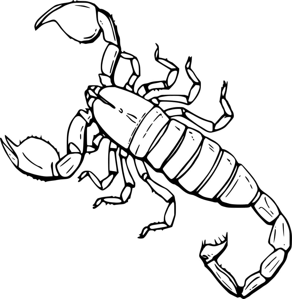 Rød klo skorpion Tegninger til Farvelægning
