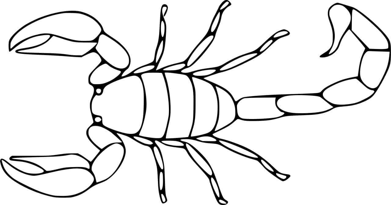 Simpel, nem skorpion Tegninger til Farvelægning