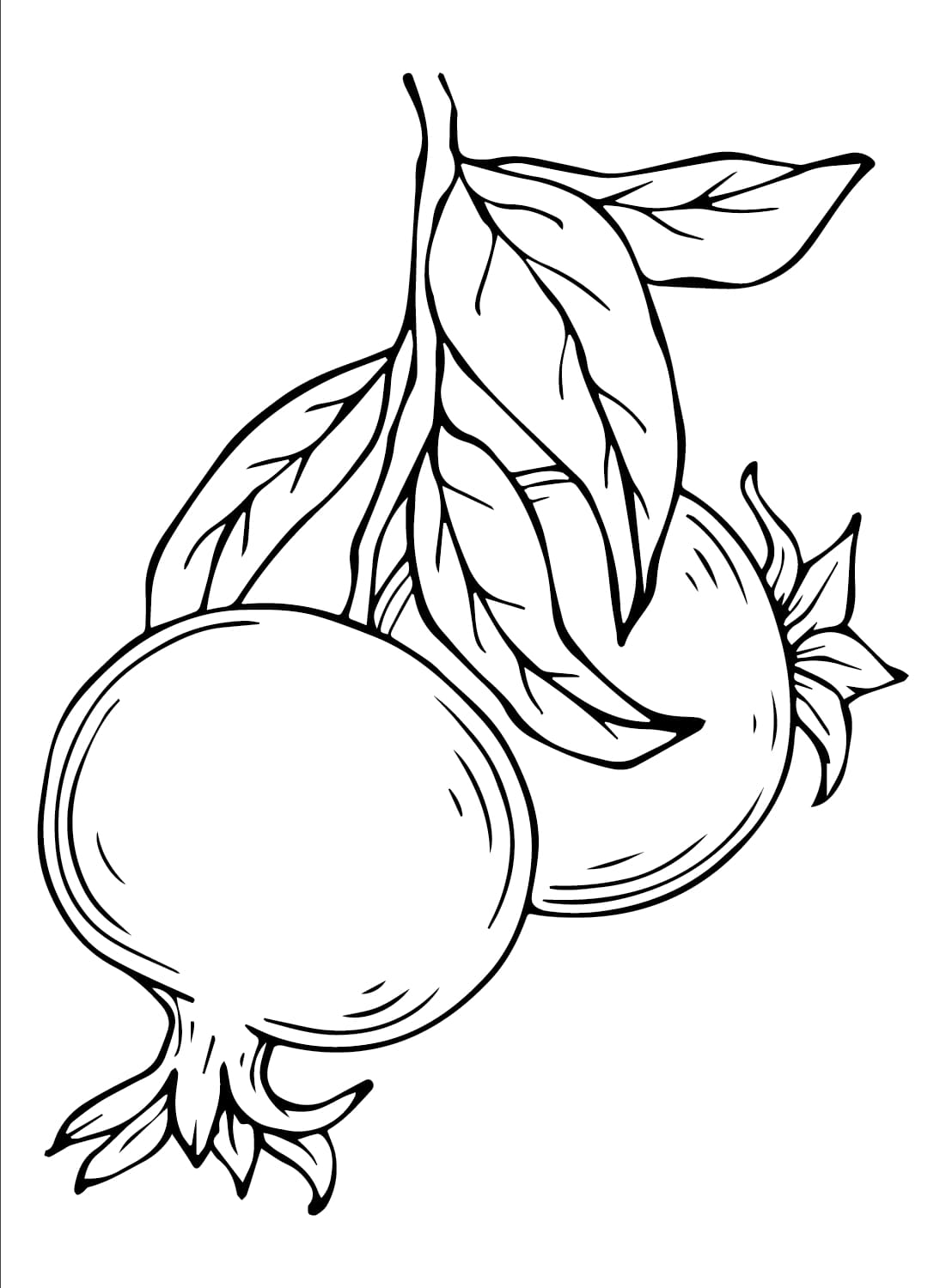 To granatæbler Tegninger til Farvelægning