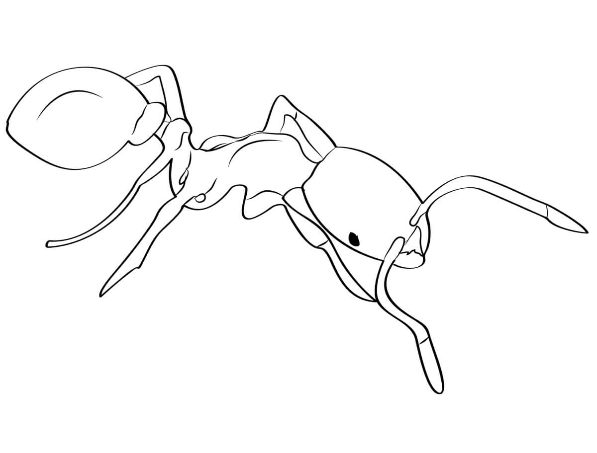 Tyvmyre Tegninger til Farvelægning