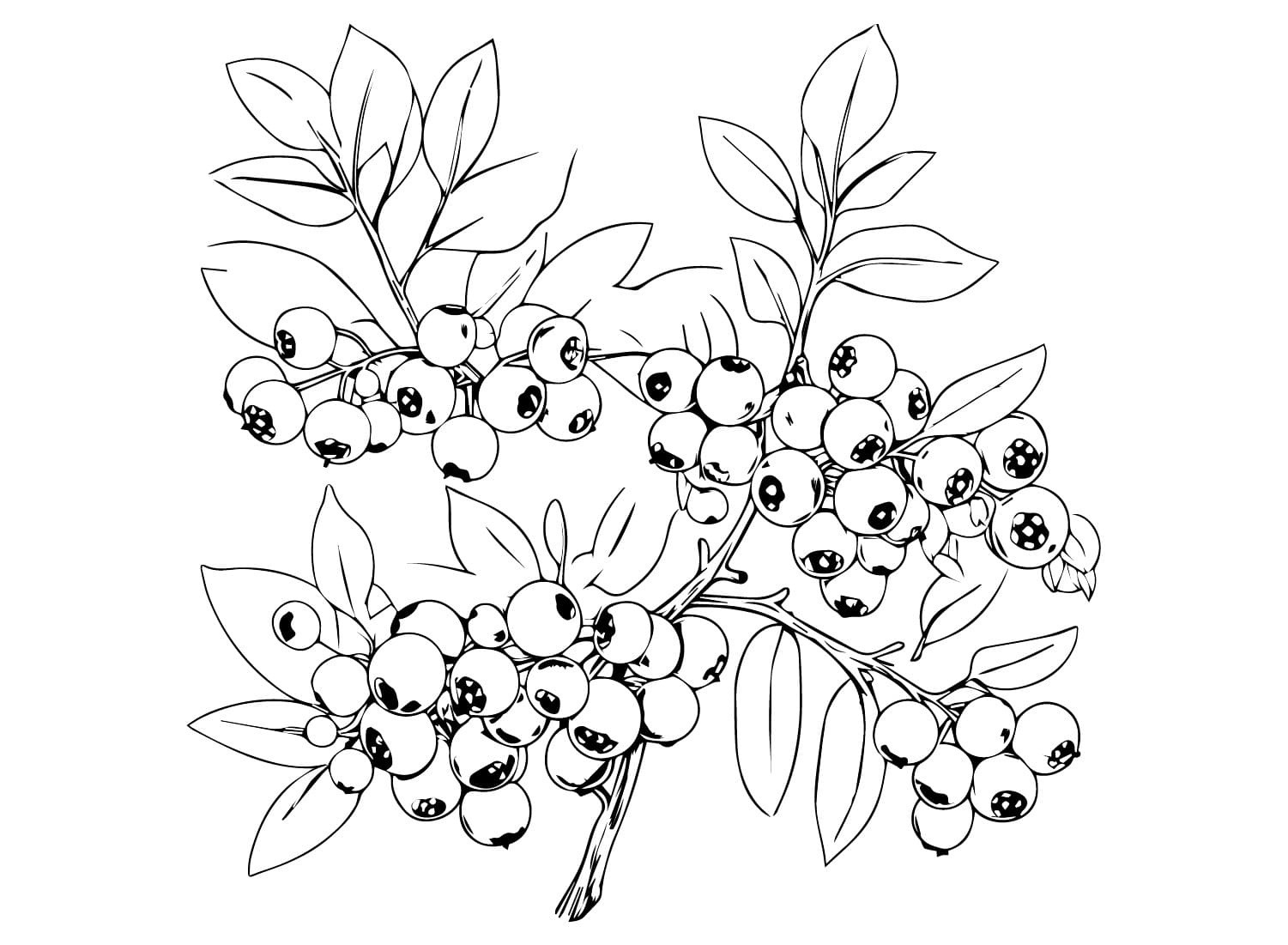 Udskriv Blåbær Tegninger til Farvelægning