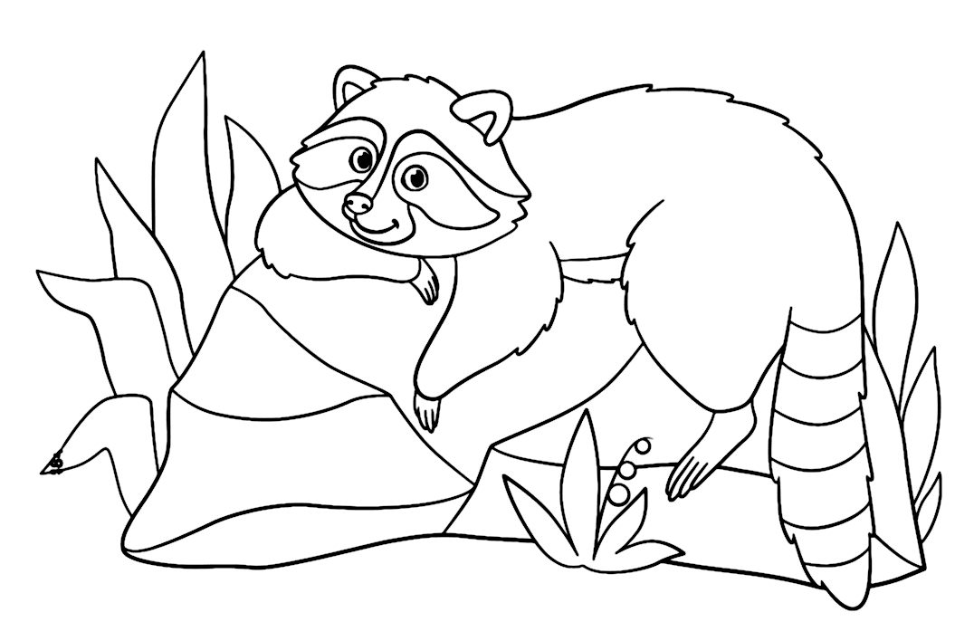 Vaskebjørn hviler på stenen Tegninger til Farvelægning